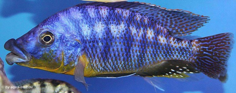 Protomelas sp. 'mbenji thick-lip' Mbenji Island